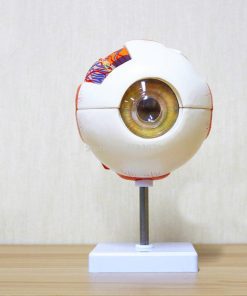 6 Times Human Eye Anatomy Model ENT Ophthalmology Eyeball internal structure Cornea iris lens vitreous